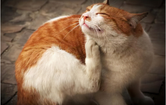 猫咪生病了怎么办？这几种疾病在家治疗比去宠物医院靠谱