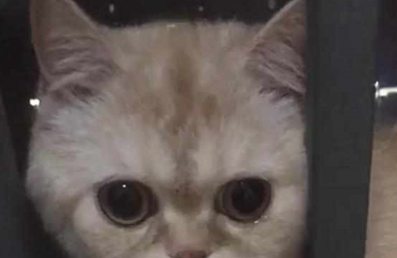 主人怀孕前被迫卖掉猫咪，一年后再相遇，猫咪的反应让她心酸落泪