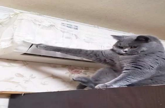 主人:天天拆家,终于被空调罩给制服了,蓝猫求生的小眼神好萌啊 主人:天天拆家,终于被空调罩给制服了,蓝猫求生的小眼神好萌啊