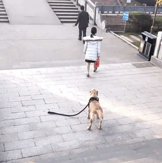 路遇佛系遛狗主人，路人笑哭，汪：妈，绳掉了，算了我自己来！