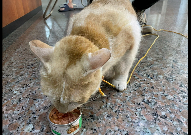 老人因喜欢橘猫将它偷走,警察找上门后哭笑不得,它还在埋头干饭 老人因喜欢橘猫将它偷走,警察找上门后哭笑不得,它还在埋头干饭