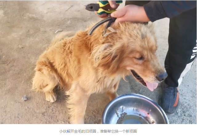 被卖到狗肉馆,还被狗贩子卖血的金毛,被小伙花2500救下后,重获新生满眼感激 被卖到狗肉馆,还被狗贩子卖血的金毛,被小伙花2500救下后,重获新生满眼感激