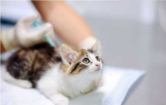 猫咪生病了怎么办？这几种疾病在家治疗比去宠物医院靠谱