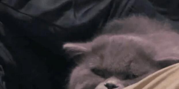 小伙和猫咪在看恐怖片,看到鬼出来后,猫咪的表情亮了 小伙和猫咪在看恐怖片,看到鬼出来后,猫咪的表情亮了