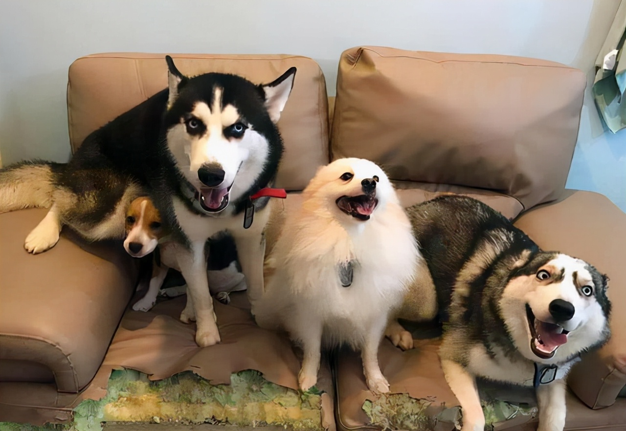 这5种宠物特别粘人,尤其第一种,宠主不理它真的会死