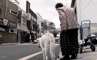 狗狗与奶奶相伴13年,奶奶离世后,狗狗仍每天坚持陪奶奶“散步” 狗狗与奶奶相伴13年,奶奶离世后,狗狗仍每天坚持陪奶奶“散步”