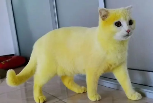 猫咪被染成黄色，本以为是虐待，了解情况后却连忙夸赞主人