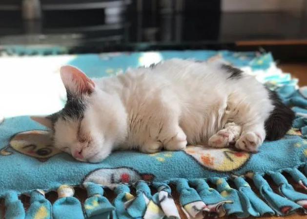 猫趣｜双眼失明的两岁猫咪，身体永远长不大，被人遗弃后遇到了那个她