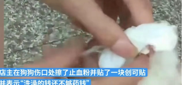一男子将自家的萨摩耶送去宠物店洗澡，不料......