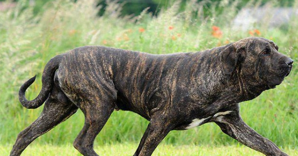 看管监狱的神秘猛犬，人称越狱终结者，以撕裂对方喉管闻名