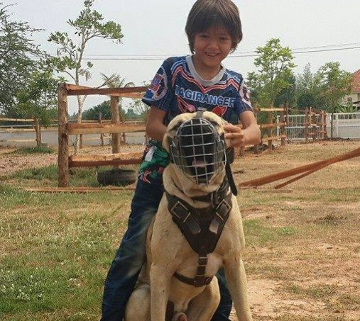 看管监狱的神秘猛犬，人称越狱终结者，以撕裂对方喉管闻名