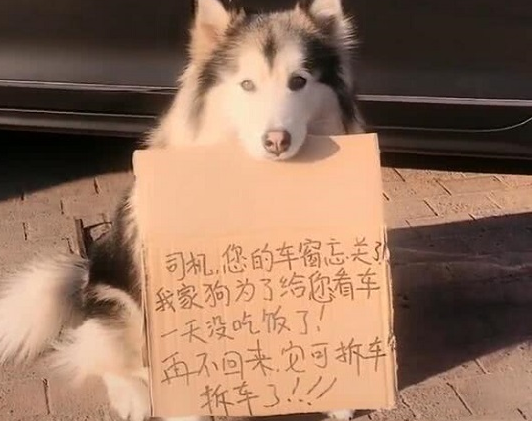 狗狗在街头举止怪异，看清它叼的留言板后，路人纷纷称赞绝世好狗！