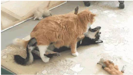 大橘猫用这个方法整治小黑柴,小黑柴怕是再也不敢得罪它了 大橘猫用这个方法整治小黑柴,小黑柴怕是再也不敢得罪它了