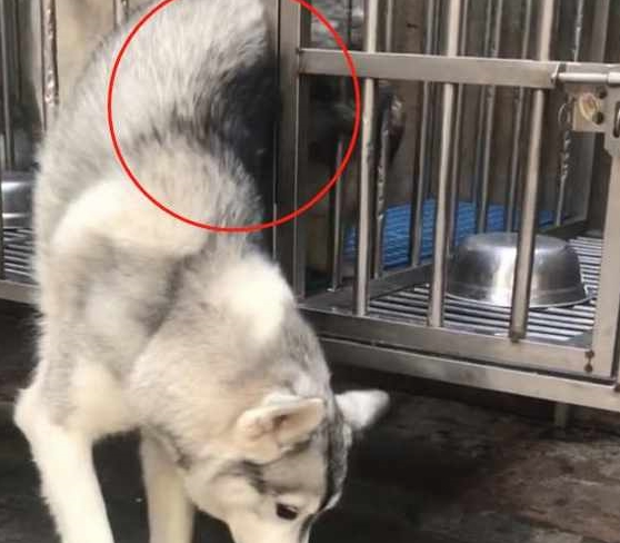 小伙养了“狼血哈士奇”，半年后越来越不对劲，骚操作令人笑岔气
