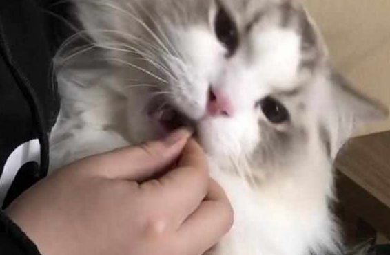 全网吃药最乖的猫，主人给啥就吃啥，网友：先有钱再说！
