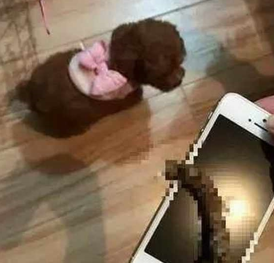 当心!泰迪犬出现这5个情况,证明它根本不把你放在眼里! 当心!泰迪犬出现这5个情况,证明它根本不把你放在眼里!