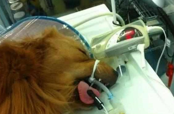 主人骗爱犬去绝育,狗狗怀着怒意拆家,铲屎官怒斥后还偷笑不止! 主人骗爱犬去绝育,狗狗怀着怒意拆家,铲屎官怒斥后还偷笑不止!