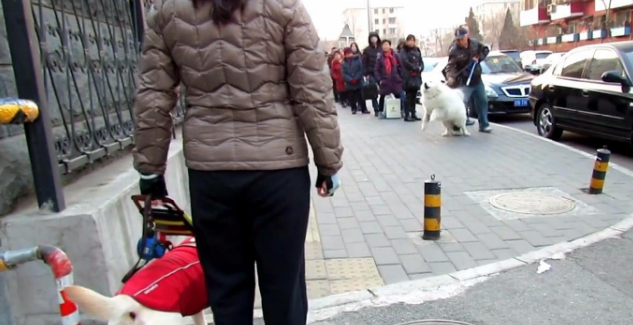 狭路相逢,萨摩耶挑衅导盲犬,导盲犬:你叫累了我再走 狭路相逢,萨摩耶挑衅导盲犬,导盲犬:你叫累了我再走