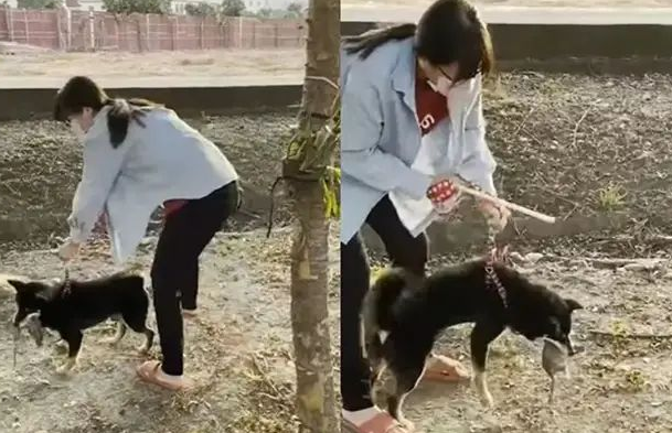 柴犬拣死老鼠回家加菜，女主人超崩溃，吓得不停摇晃拍打狗狗！