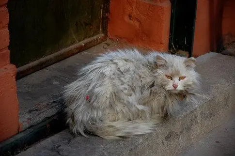 流浪猫看了一眼就再也忘不掉了 | 流浪的喵,只因为在草丛中多看了你一眼,再也没能忘掉你的容颜!
