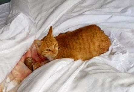一位游客睡醒之后身边竟多了几只小奶猫，这是怎么一回事？