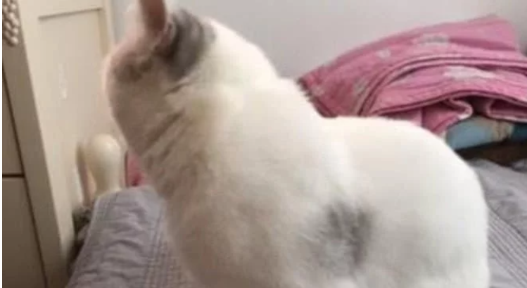 女主人喝多了，猫咪却有点闷闷不乐，一看猫咪的身上秒懂了