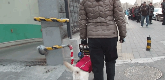 狭路相逢,萨摩耶挑衅导盲犬,导盲犬:你叫累了我再走 狭路相逢,萨摩耶挑衅导盲犬,导盲犬:你叫累了我再走