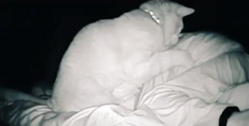 女孩睡着后被猫打了4个小时，但小猫咪可能没什么坏心思 
