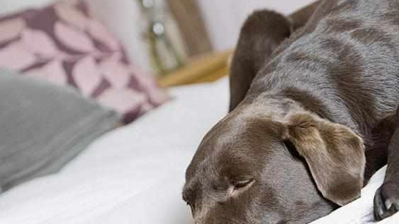 养了拉布拉多犬之后,生活开始发生巨变,再也不敢养了! 养了拉布拉多犬之后,生活开始发生巨变,再也不敢养了!