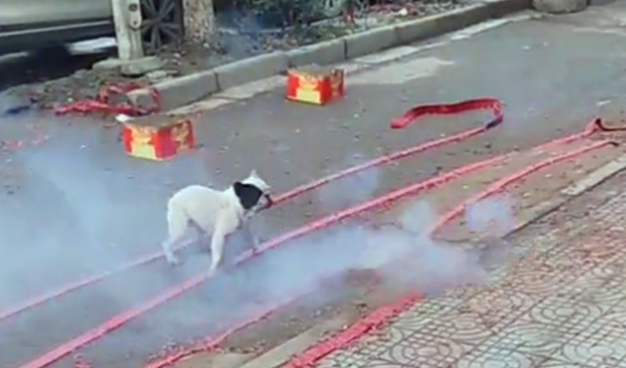 新店开业放鞭炮，斗牛犬跳进鞭炮堆里狂叫，狗：旺旺旺……