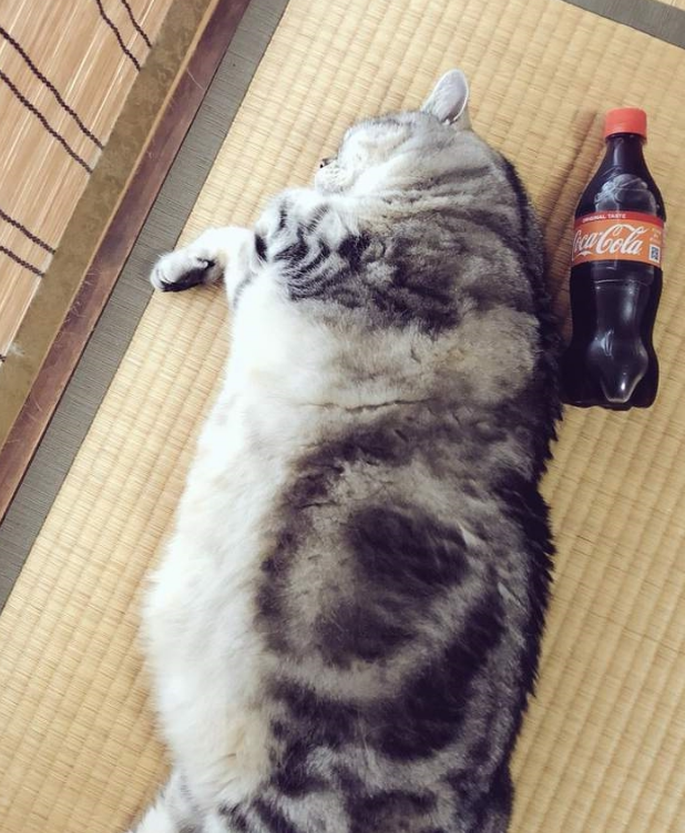 巨猫对比大会，在小胖猫们面前，500毫升饮料简直像迷你瓶