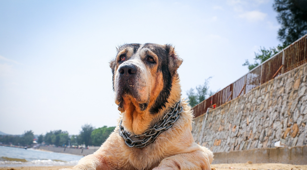 它是被称为野兽的猛犬,可与比特犬一战,胆小的人养不好这种犬 它是被称为野兽的猛犬,可与比特犬一战,胆小的人养不好这种犬