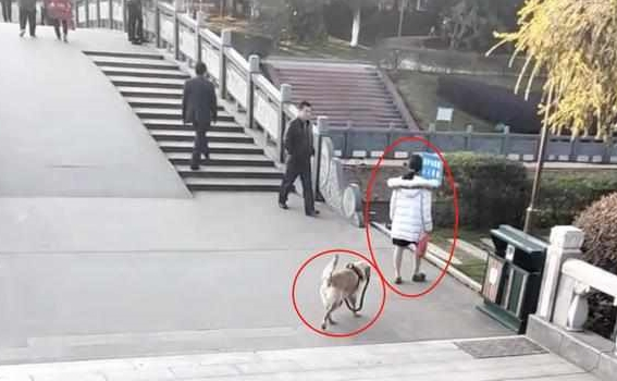 路遇佛系遛狗主人，路人笑哭，汪：妈，绳掉了，算了我自己来！