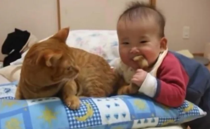 橘猫被小主人咬尾巴，疼的龇牙咧嘴，转头熄火了罢了罢了