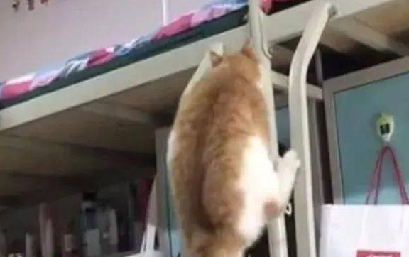 女生宿舍养橘猫被举报，只因橘猫胖得藏不住了，宿管阿姨笑到跺脚。 