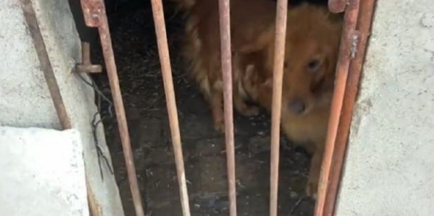 金毛被关在猪圈里,几天断粮断水:难道对汪没有一点感情吗? 金毛被关在猪圈里,几天断粮断水:难道对汪没有一点感情吗?