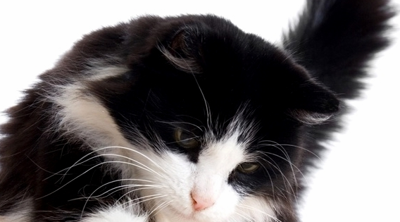 傲娇的猫咪犯错被教训时的三种表现，你它们喜欢哪一种？