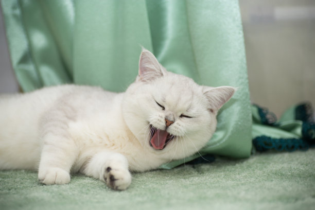 陌生母猫生小猫 | 男子回房拿衣服穿，意外发现陌生猫妈妈在床下生了一窝猫