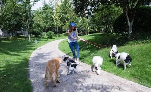 宠物犬小区触电死亡，谁的责任？