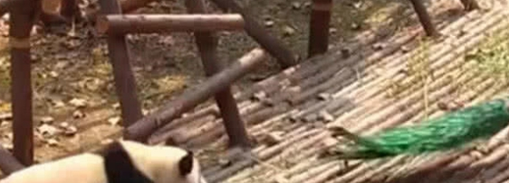 大熊猫想拔孔雀的毛，愣是追了一路，孔雀气哭：国宝就能为所欲为