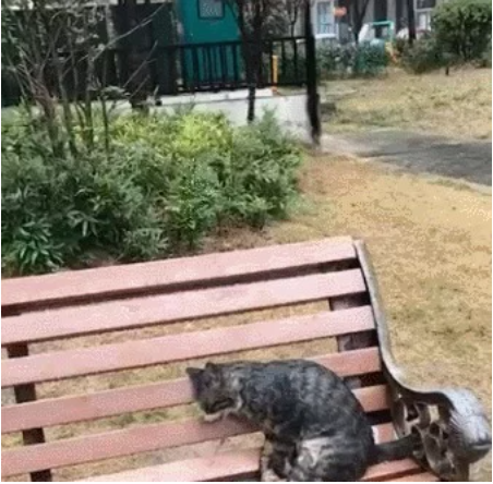 发现一只猫，在长椅上冻死了可怜的猫，愿你在喵星过得幸福