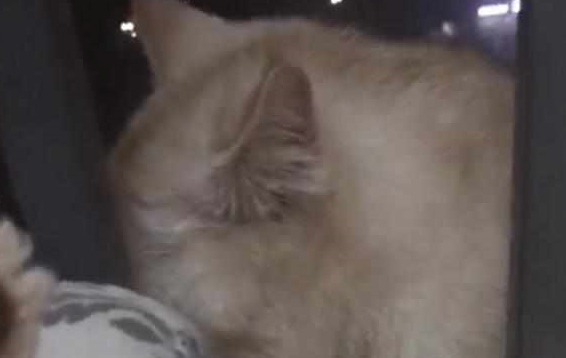 主人怀孕前被迫卖掉猫咪，一年后再相遇，猫咪的反应让她心酸落泪