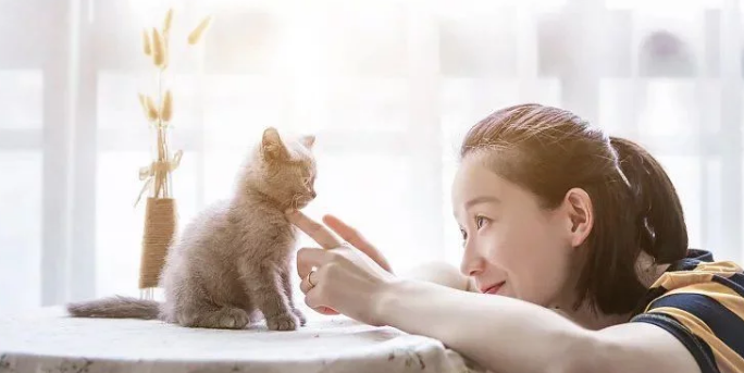 多花数千元为猫赎身,哪些人在买租赁猫?