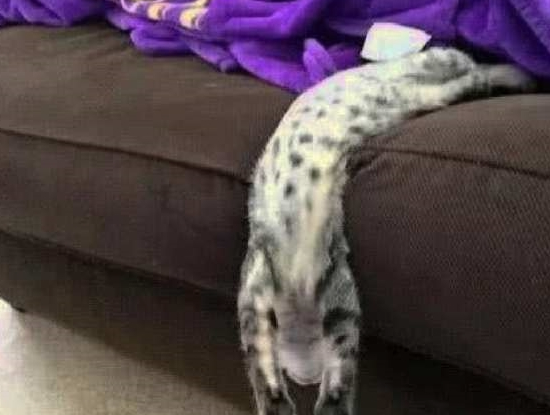 网友朋友圈晒猫咪睡姿,看到照片笑喷了,猫:我有家传“缩骨功” 网友朋友圈晒猫咪睡姿,看到照片笑喷了,猫:我有家传“缩骨功”