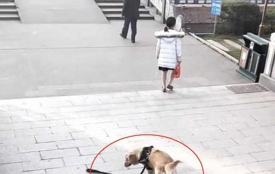 路遇佛系遛狗主人，路人笑哭，汪：妈，绳掉了，算了我自己来！