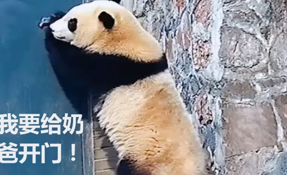 熊猫给奶爸开门后“离奇失踪”，奶爸不知所措，网友：兄弟，低头