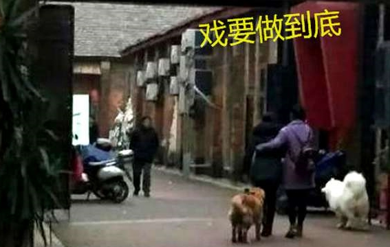 主人遛狗晕倒,金毛萨摩耶反应天差地远,其中一只就是白眼狼 主人遛狗晕倒,金毛萨摩耶反应天差地远,其中一只就是白眼狼
