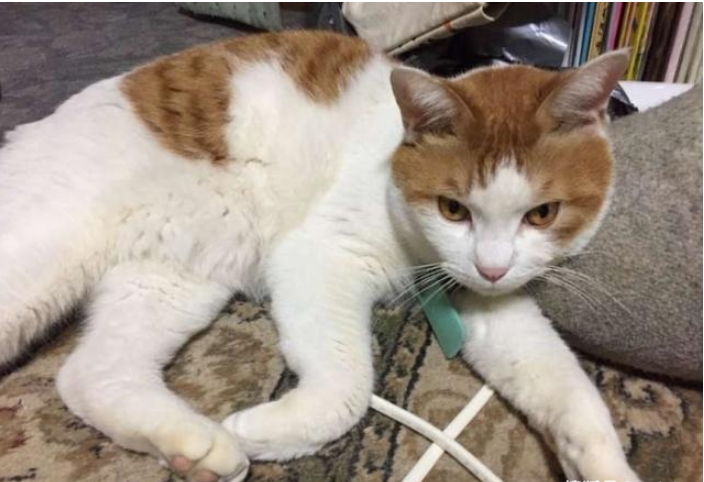 男子遛猫方式“独特”,路人纷纷驻足侧目,网友看了直呼甜齁 男子遛猫方式“独特”,路人纷纷驻足侧目,网友看了直呼甜齁