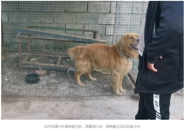 被卖到狗肉馆,还被狗贩子卖血的金毛,被小伙花2500救下后,重获新生满眼感激 被卖到狗肉馆,还被狗贩子卖血的金毛,被小伙花2500救下后,重获新生满眼感激