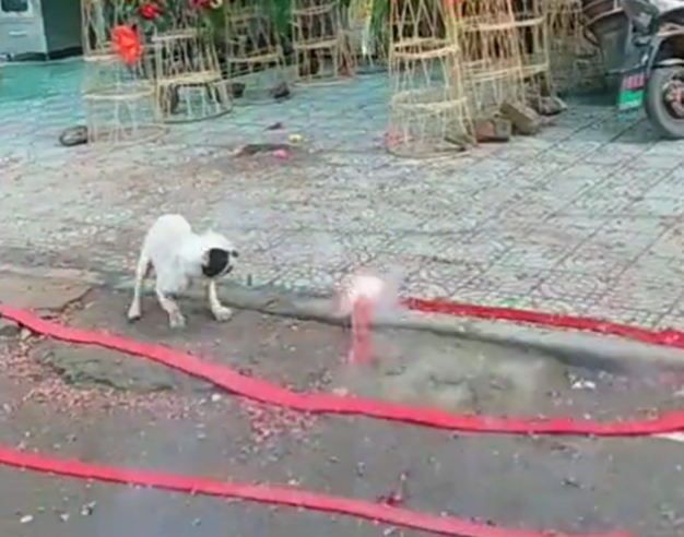 新店开业放鞭炮，斗牛犬跳进鞭炮堆里狂叫，狗：旺旺旺……
